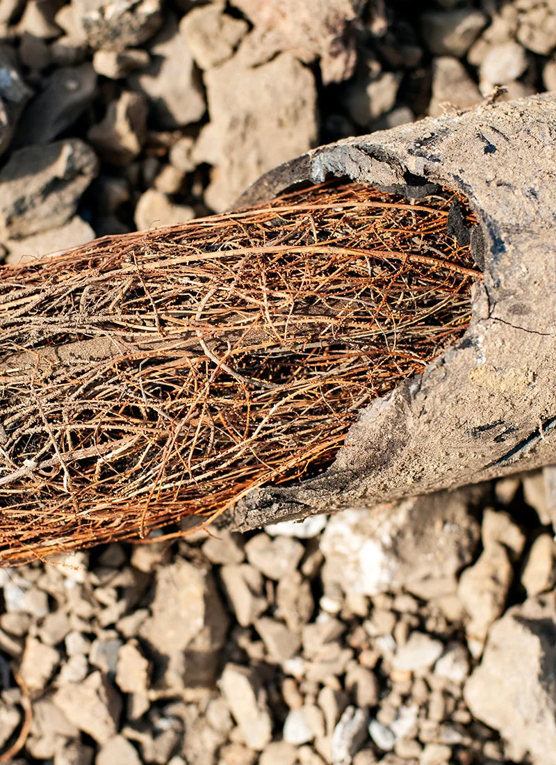 singinginthedrains-drain-root-clearance-001