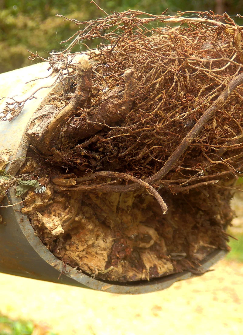 singinginthedrains-drain-root-clearance-003