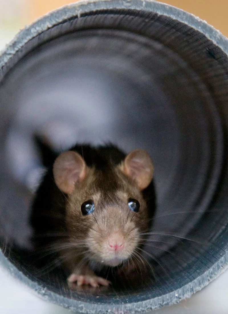 singinginthedrains-rat-gates-001