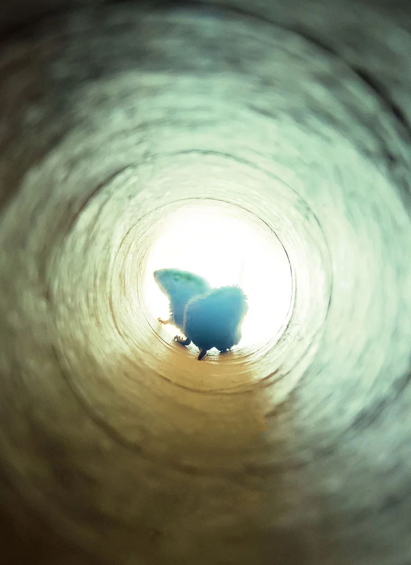 singinginthedrains-rat-gates-004