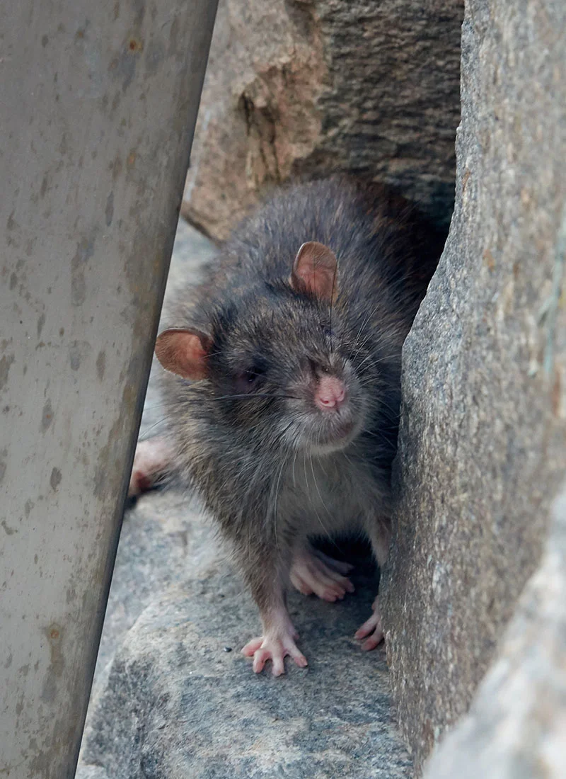 singinginthedrains-rat-gates-005