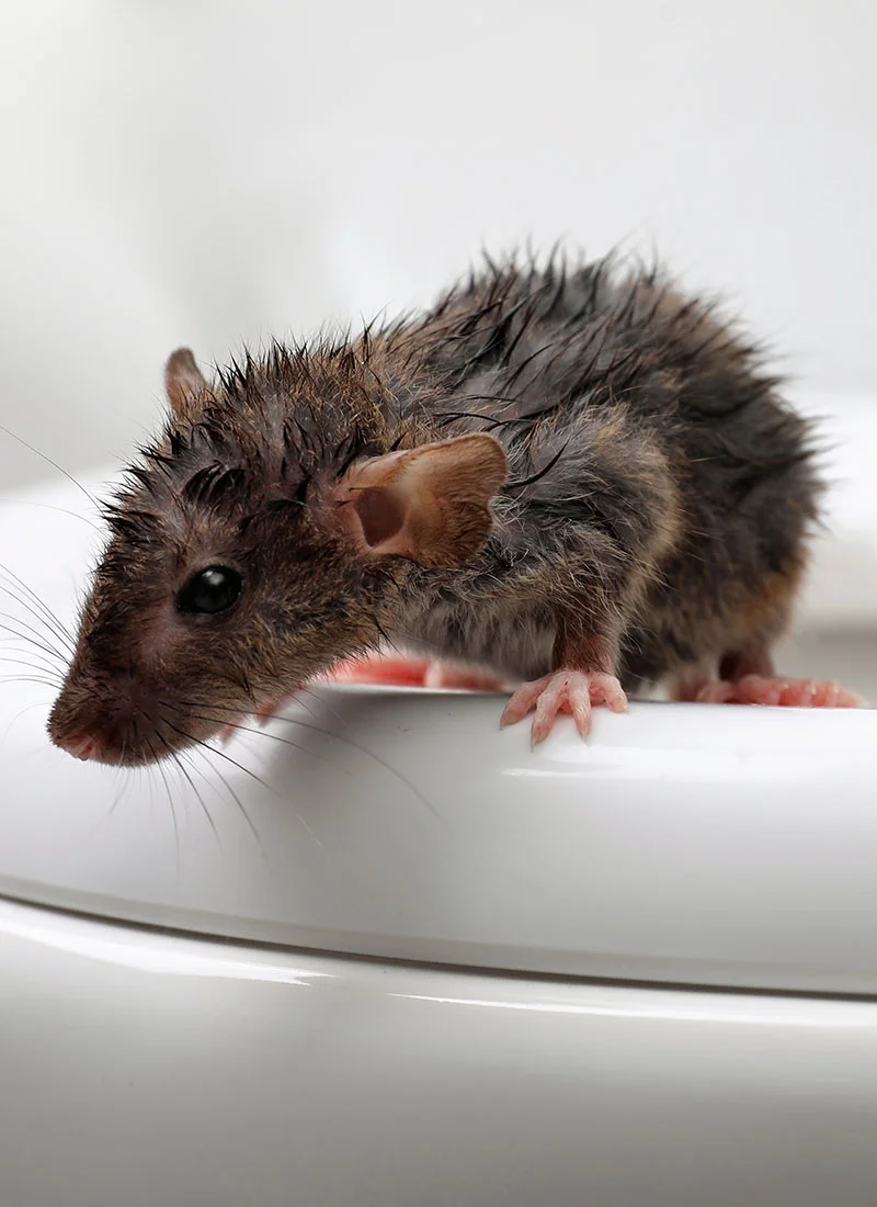 singinginthedrains-rat-gates-006